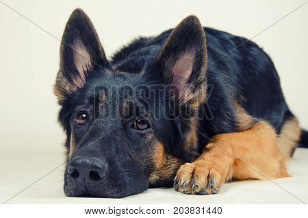 Sad German shepherd against a gray background (selective focus on the dog eyes) retro style