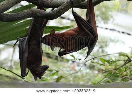 Close Up Image Of Bats