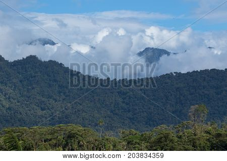 cloud forest in the Tena area of Ecuador