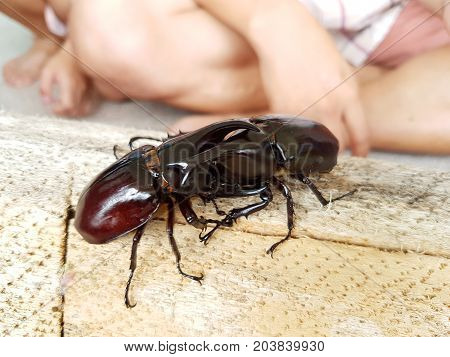 close-up rhinoceros beetle fighting on the wood log