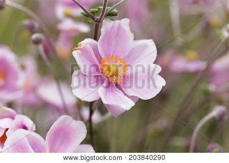 A flower of a Chinese anemone (Anemone hupehensis)
