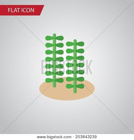 Seaweed Vector Element Can Be Used For Seaweed, Alga, Spirulina Design Concept.  Isolated Alga Flat Icon.