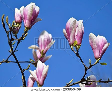 Flowers of the tulip tree in spring
