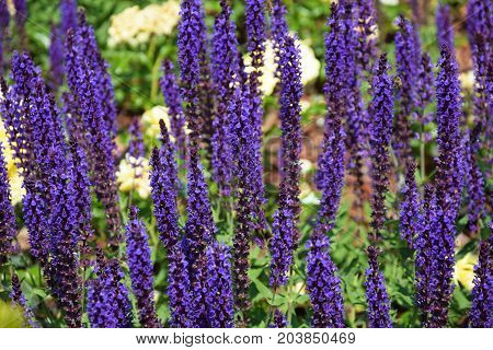 Levender flowers in the garden in summer