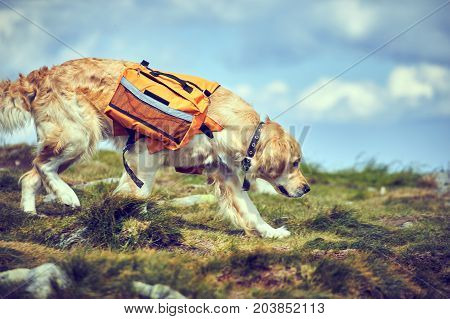 A dog lifeguard with a backpack in a hike in the summer.