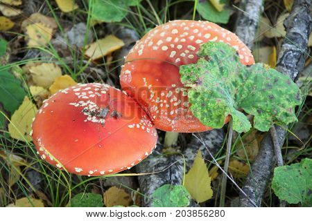 Red poison mushrums and green autumn leaves