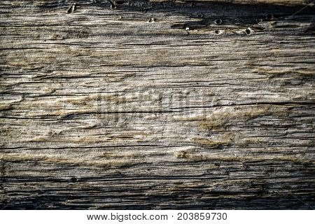 Textura very old wood texture and color.
