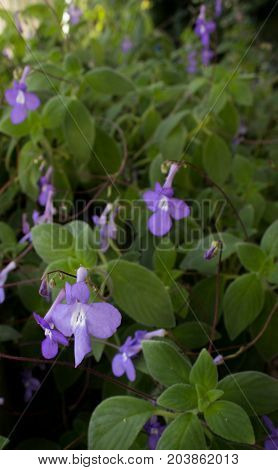 In the foreground are streptocarpus with green leaves in the greenhouse.
