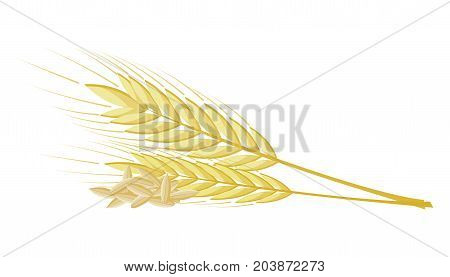vector bunch of wheat, rye or barley ears with whole grain and leaves, yellow wheat, rye or barley crop harvest symbol or icon isolated on white background,