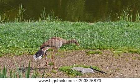 Red legged seriema bird (Cariama cristata) saw a snake.