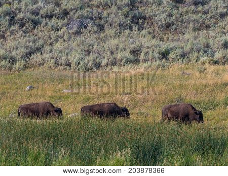 Three Bison Mosey Across Field while grazing