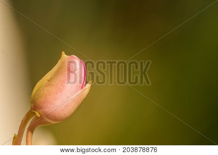 closed flower head macro on a green background with plenty of copyspace