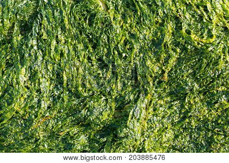 A macro photo of sea lettuce (Ulva lactuca) as background.