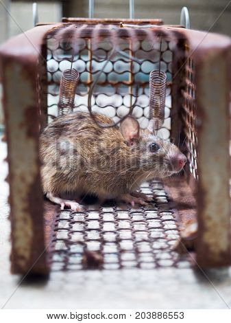 The rat was in a cage catching a rat. the rat has contagion the disease to humans such as Leptospirosis Plague. Homes and dwellings should not have mice. The eyes of rat show fear.