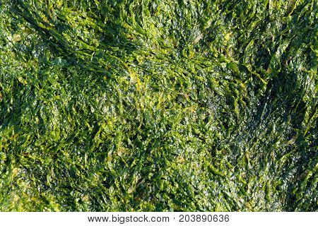 A macro photo of sea lettuce (Ulva lactuca) as background.