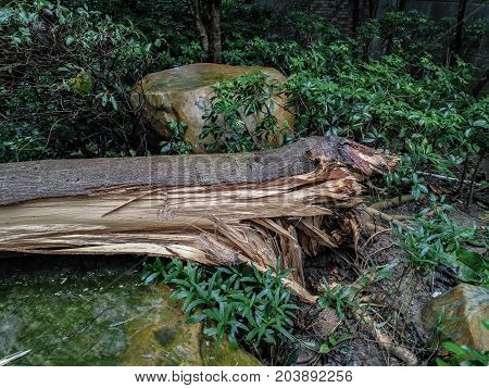 broken trees fter a strong storm went through