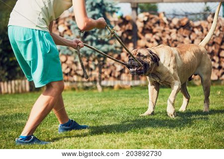 Young man is playing with the dangerous dog in the garden.