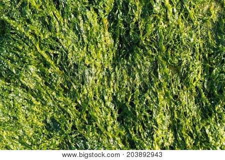 A macro photo of sea lettuce (Ulva lactuca) as background.