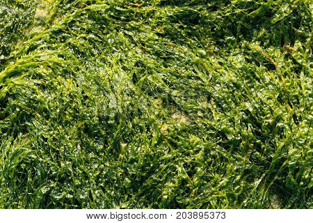 A macro photo of sea lettuce (Ulva lactuca) as background.