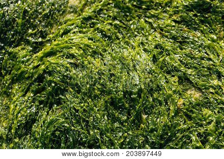 A macro photo of sea lettuce (Ulva lactuca) as background.