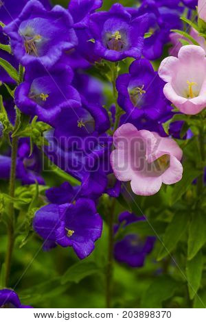 Canterbury bellflower . blue bell flower (campanula)