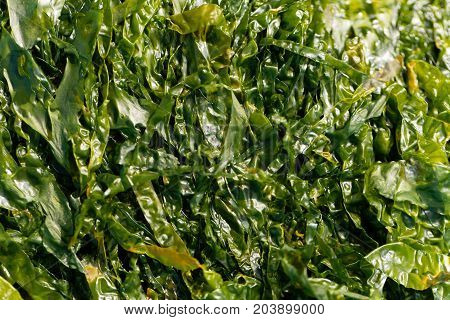 A macro photo of sea lettuce (Ulva lactuca) as background.