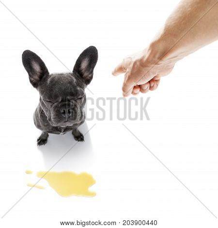Dog Pee Owner At Home