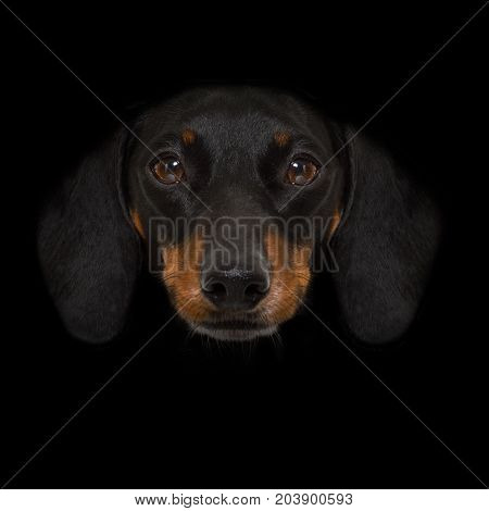 Dog Isolated On Black