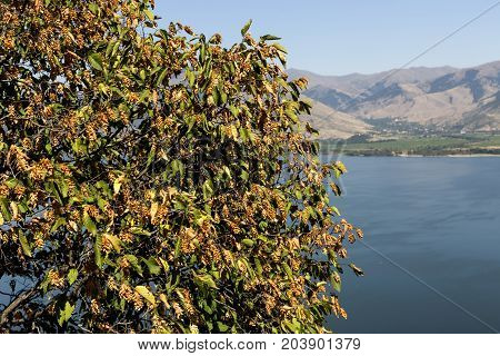 European hop-hornbeam (Ostrya carpinifolia) grows in the mountains against the backdrop of the lake