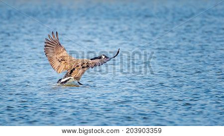 a goose landing on the water with its wings spread