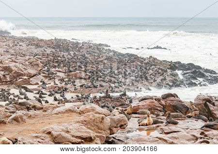 The seal colony at Cape Cross on the Skeleton Coast of Namibia