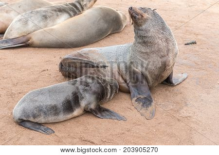 A Cape Fur Seal pup Arctocephalus pusillus suckling on its mother at Cape Cross on the Skeleton Coast of Namibia