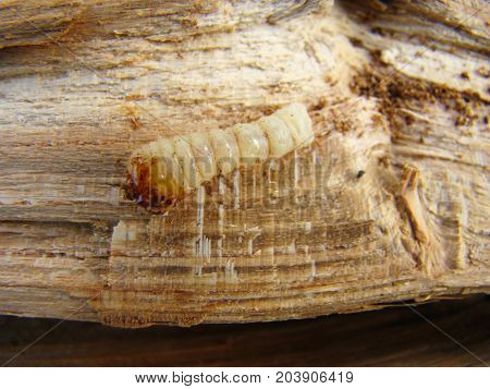 Beetle Grub Bark Beetle Close Up Feeding On A Tree