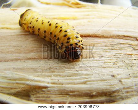 beetle grub bark beetle close up feeding on a tree