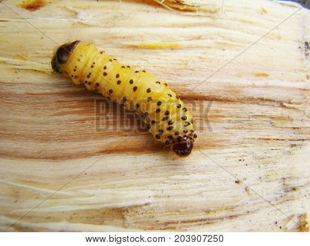 Beetle Grub Bark Beetle Close Up Feeding On A Tree