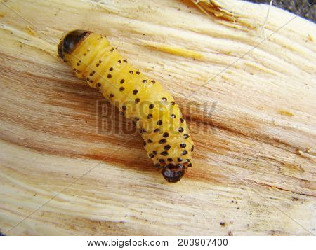 Beetle Grub Bark Beetle Close Up Feeding On A Tree