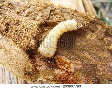 Beetle Grub Bark Beetle Close Up Feeding On A Tree