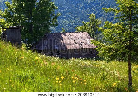 Among the forests and mountains on the lawn there is an old abandoned wooden hut. Green trees sun rays nice summer day.