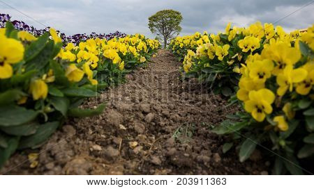 Lonely tree in a flower field on the hills of Biei, Hokkaido, Japan