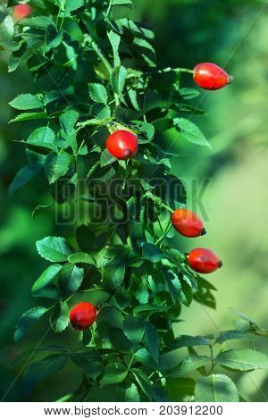 Red berry of dogrose (dog-bramble) in the autumn garden. autumn branches of a bush of a dogrose with red fruits