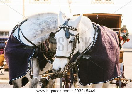 Horses with wagons in winter on the main square of Salzburg in Austria. Entertainment of tourists, riding. Attractions.