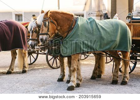 Horses with wagons in winter on the main square of Salzburg in Austria. Entertainment of tourists, riding. Attractions.