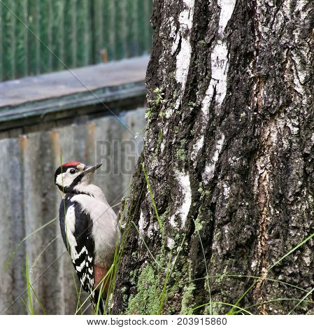 Woodpecker Sits On A Tree And Looking For Food