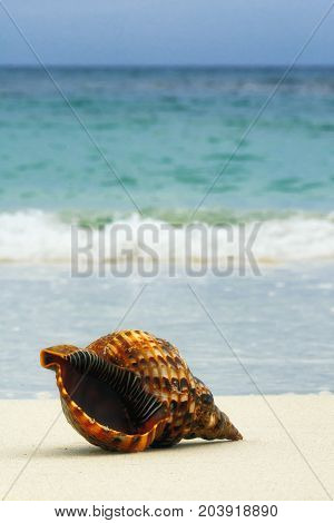 Detail Of Seashell In Sand. Sunny Day At Montego Bay Beach, Jamaica