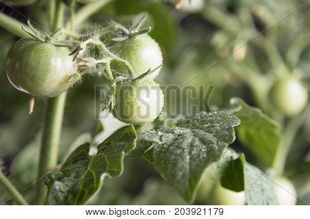 Growing the tomatoes. Unripe tomatoes in the vegetable garden.