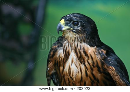 Hawk