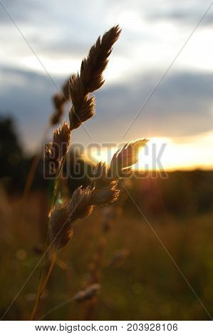 Macro shot of a straw of wheat grass back lit by the sun rising.