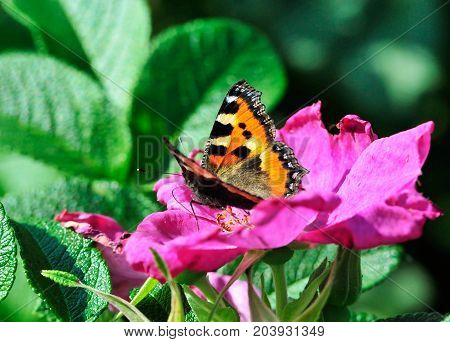 Butterfly Small Tortoiseshell. The small tortoiseshell is a colourful Eurasian butterfly in the family Nymphalidae.