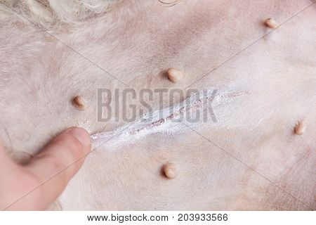 Healing dog after surgery. Putting cream on dog scar