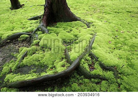Exuberant moss in the garden of Toshodaiji template